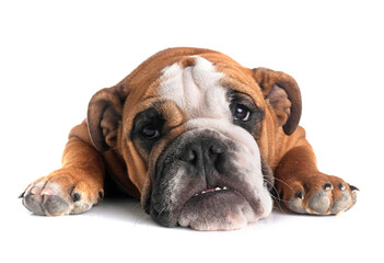 english bulldog in studio