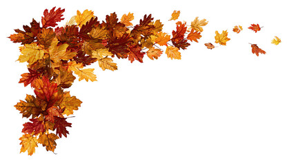 Fototapeta premium L-shaped border of autumn foliage with scattered maple and oak leaves in warm seasonal tones, isolated on transparent background. 