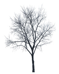 Obraz premium Bare winter tree leaning slightly right, featuring charcoal-black bark and natural branching, isolated on transparent background. 