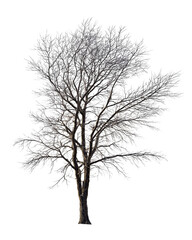 Obraz premium Bare winter tree leaning slightly right, featuring charcoal-black bark and natural branching, isolated on transparent background. 