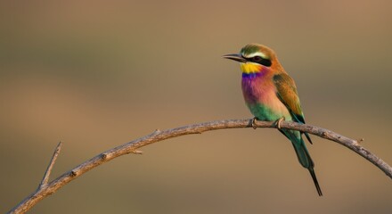 Fototapeta premium Vibrantly colored bird on branch in natural habitat, wildlife photography for nature lovers and ornithology enthusiasts