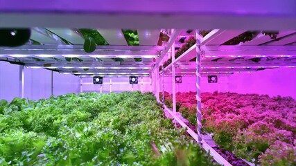 A modern indoor vertical farm with rows of leafy greens grown under purple LED grow lights, showcasing hydroponic cultivation and controlled-environment agriculture. - Powered by Adobe