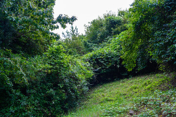 散歩の途中で見つけた光景