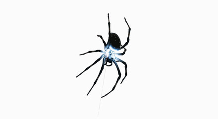 Eerie arachnid: A striking black spider descending with web on a stark white backdrop creating a