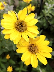 bright, yellow flowers in the sunny afternoon in the garden
