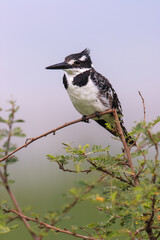 Pied kingfisher (Ceryle rudis) perched on a branch, observing its surroundings in natural habitat.