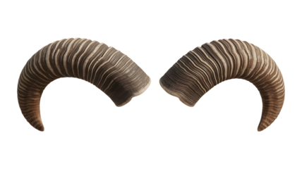 Detailed ram horns, a natural symbol of strength and power, perfect for design use.