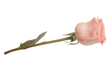 A beautiful pink rose with green leaves, isolated on a white background, perfect for romantic or floral themes.