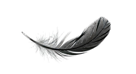 Monochromatic serenity a delicate black feather drifting in isolated ethereal space