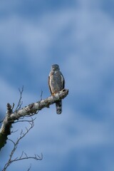 Majestic Hawk Perched Against Blue Sky