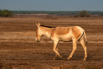 Lone Wild Ass Grazing on Arid Salt Desert at Wild Ass Sanctuary in Little Rann of Kutch
