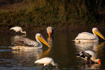Group of Pelican Birds Searching for Food in Water at Little Rann of Kutch