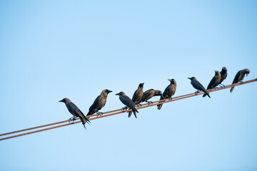 Group of black raven or crow bird sitting on electric wire, animal behavior