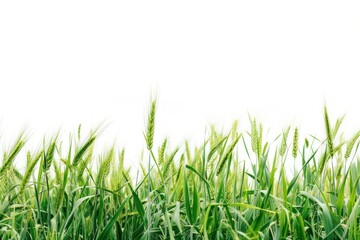 Obraz premium Field nature agriculture backgrounds.
