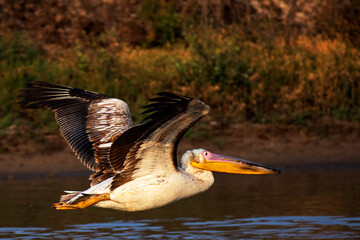 Solitary Pelican Soaring Over a Small Waterbody at Little Rann of Kutch