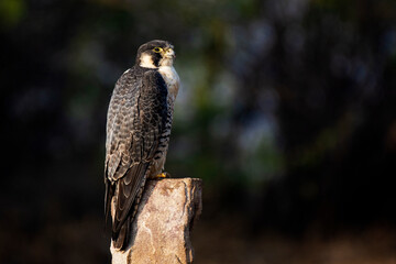 Peregrine Falcon on Ground Searching for Prey at Little Rann of Kutch