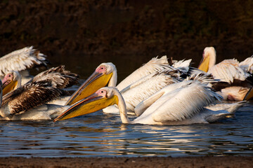 Group of Pelican Birds Searching for Food in Water at Little Rann of Kutch