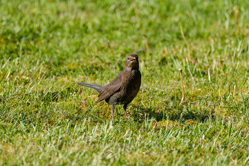 Blackbird on a green meadow. Bird in its natural habitat.

