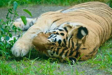 横になって手を舐めるトラ