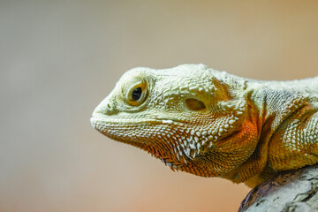 Portrait of a bearded dragon. Close-up of the animal. Pogona.
