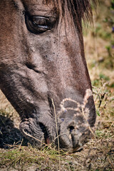 Koniks polski weiden auf der Naturerbefläche Rödel bei Freyburg.