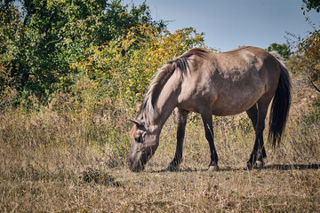 Koniks polski weiden auf der Naturerbefläche Rödel bei Freyburg. © Michael