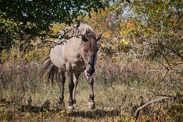 Koniks polski weiden auf der Naturerbefläche Rödel bei Freyburg. © Michael