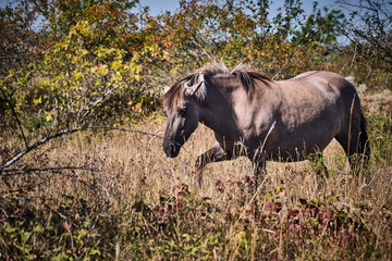 Koniks polski weiden auf der Naturerbefläche Rödel bei Freyburg. © Michael