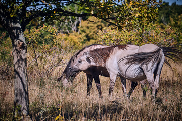 Koniks polski weiden auf der Naturerbefläche Rödel bei Freyburg.