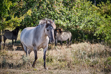 Koniks polski weiden auf der Naturerbefläche Rödel bei Freyburg.