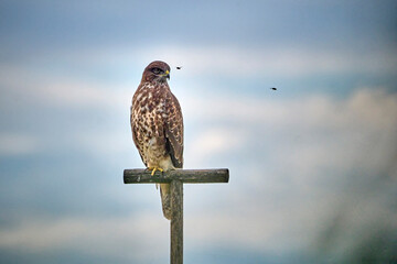Mäusebussard ( Buteo buteo ) auf einer Jule.