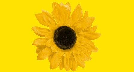 鮮やかな黄色の背景に浮かぶ一輪のひまわり / A single sunflower on a vibrant yellow background