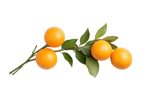 Fresh oranges on branch with green leaves, perfect for healthy eating or beverage themes, isolated on white background.