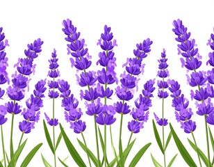 Lavender border pattern