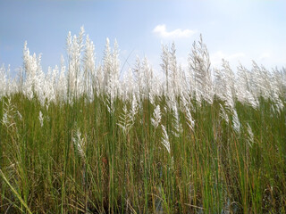 Fototapeta premium View of Saccharum spontaneum or Kans grass and white flowers in bright sunlight
