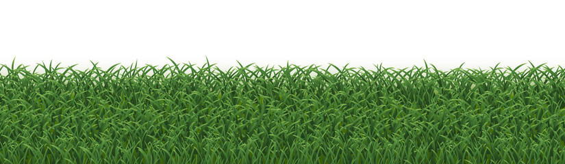 Green Grass Panorama Isolated White Background