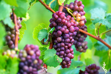 Rote Weintrauben an den Reben auf einem Weinberg kurz vor der Ernte