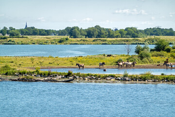 De Wissen-Negenoord natural area, part of flood accomodation measures (room for the river) along the  Meuse river near Stokkem, Belgium. Konik horses grazing. © Roel