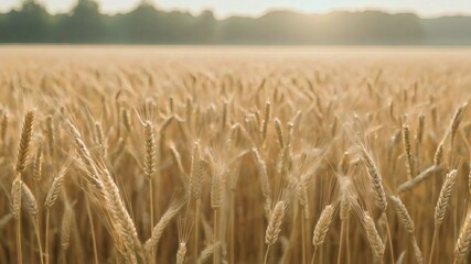 Naklejka premium Hazy wheat field in golden morning light with blurred focus. Generative AI.