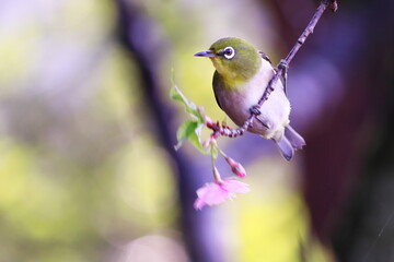 早咲きの桜とメジロ