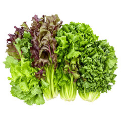 Fresh, Crisp Lettuce Varieties Ready for Culinary Use - Healthy Greens for Your Diet