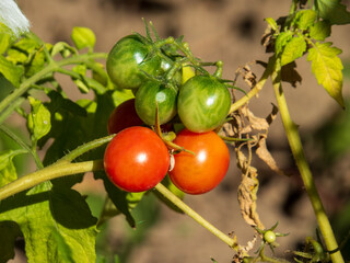 Cluster of Ripening Cherry Tomatoes on Vine