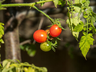 Cluster of Ripening Cherry Tomatoes in Garden