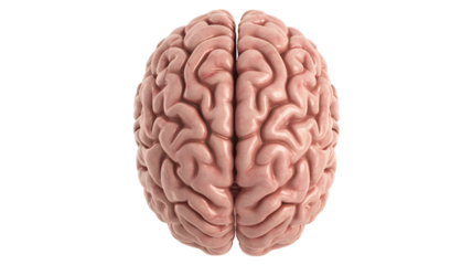 Detailed anatomical model displaying the human brain for medical science studies and innovation