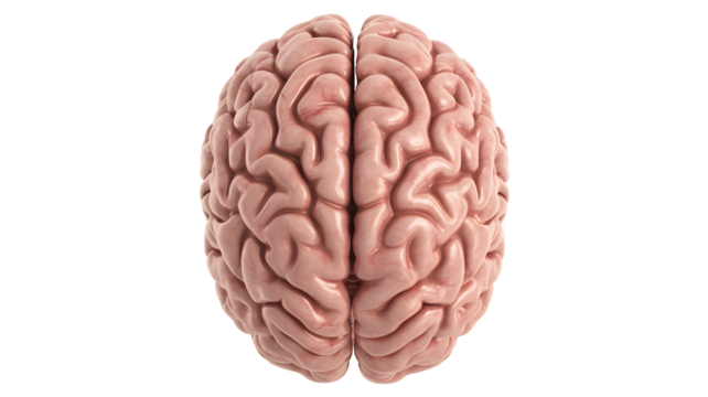 Detailed anatomical model displaying the human brain for medical science studies and innovation