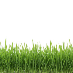 Green grass blades isolated on transparent background