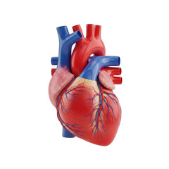 Realistic human heart anatomy model isolated on transparent background
