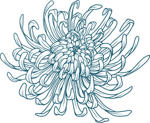 Chrysanthemum Flower Line Art Design