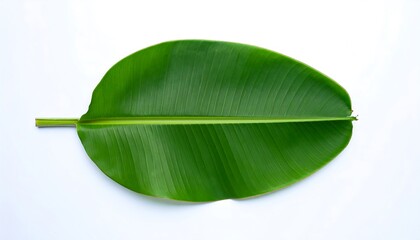 Close-up of a vibrant green banana leaf