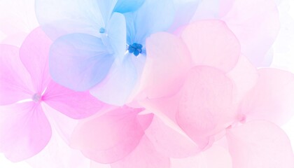 Pastel Pink and Blue Hydrangea Petals Closeup